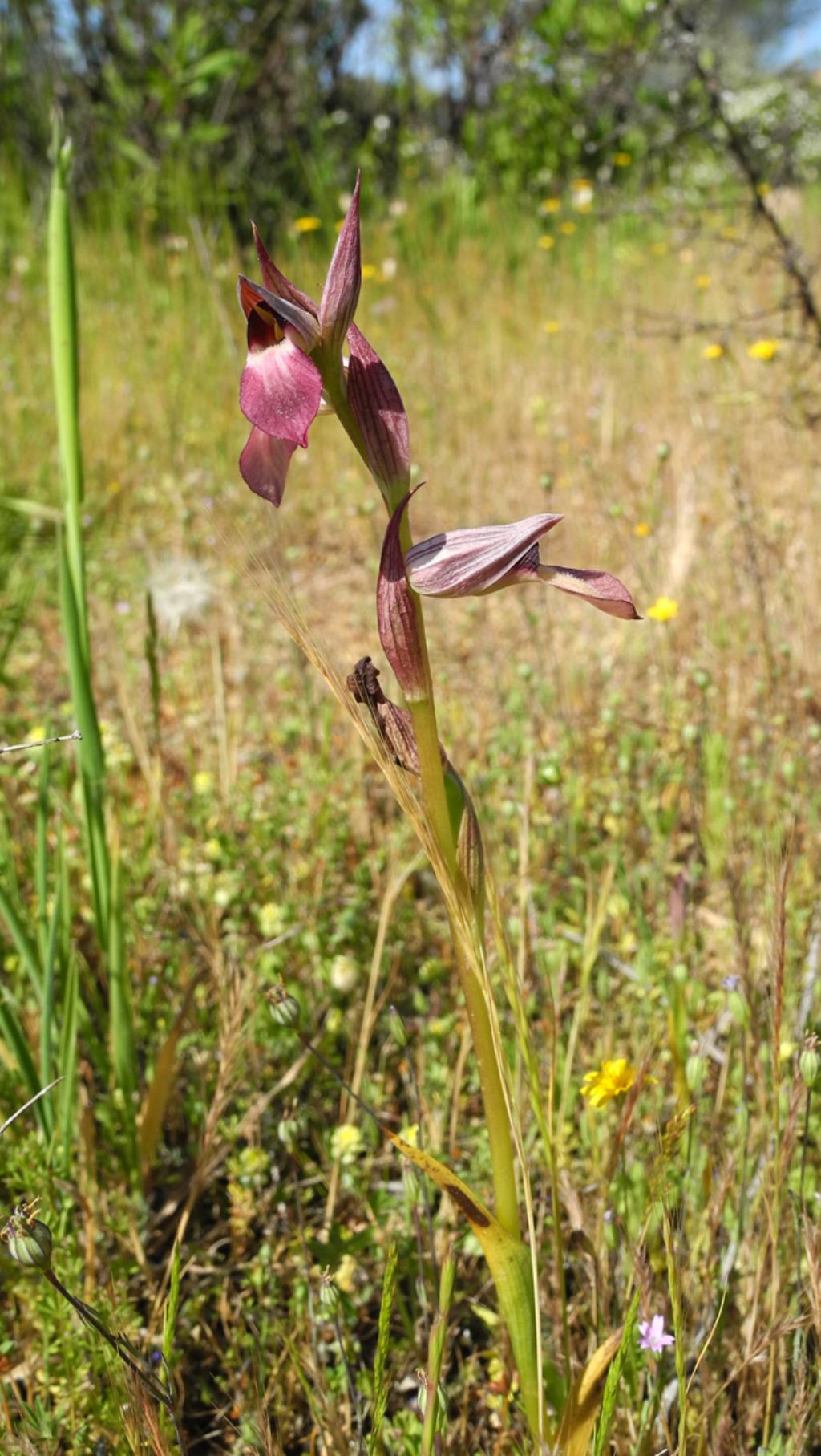 Serapias lingua e S. parviflora su isola di Caprera